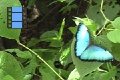 Sene 39_Morpho on Leaf 1